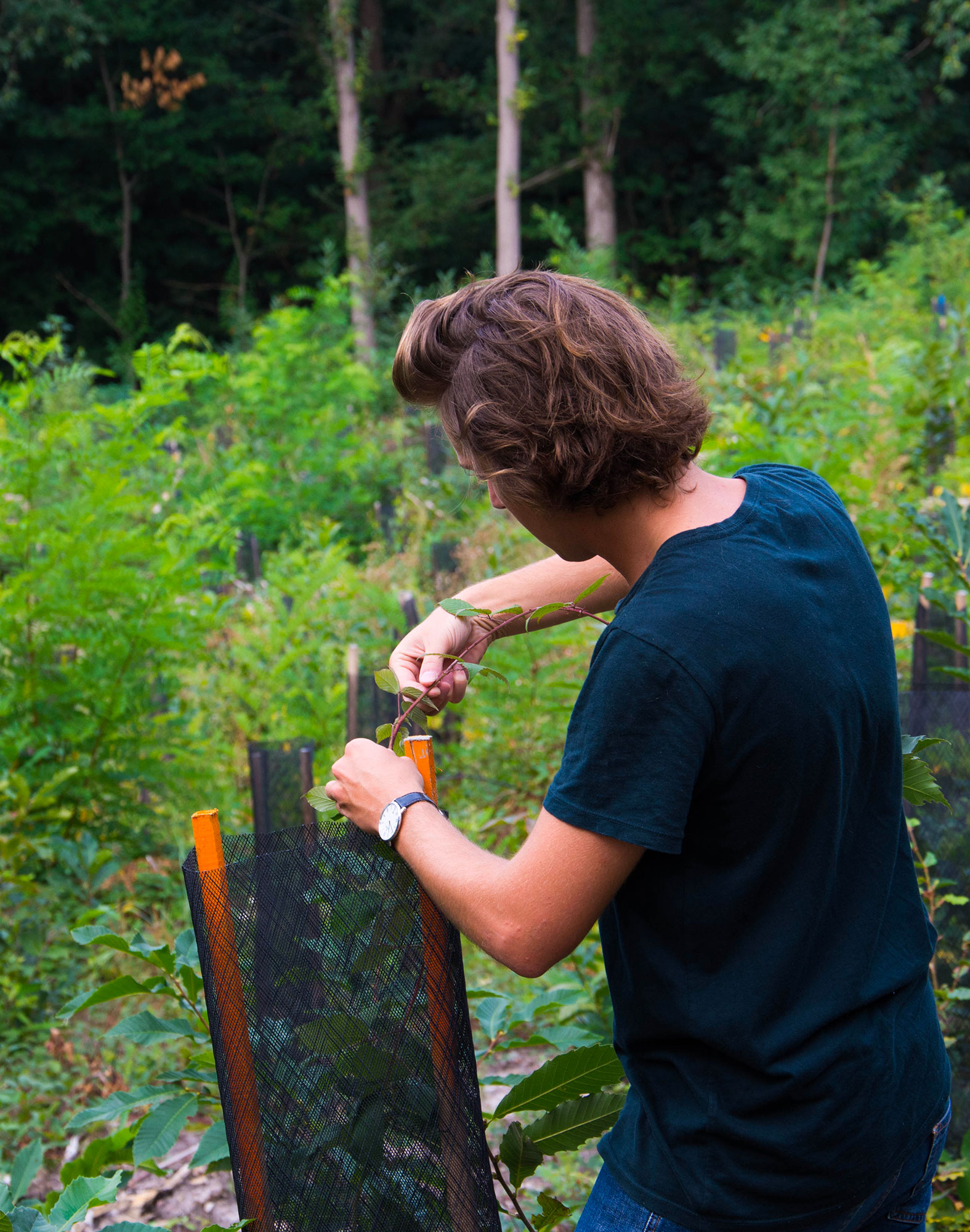 ARBRE REFOREST'ACTION