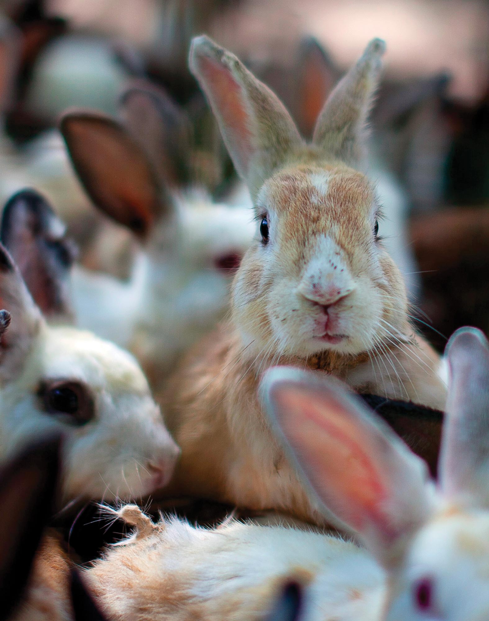 BOXER LONG BUNNY