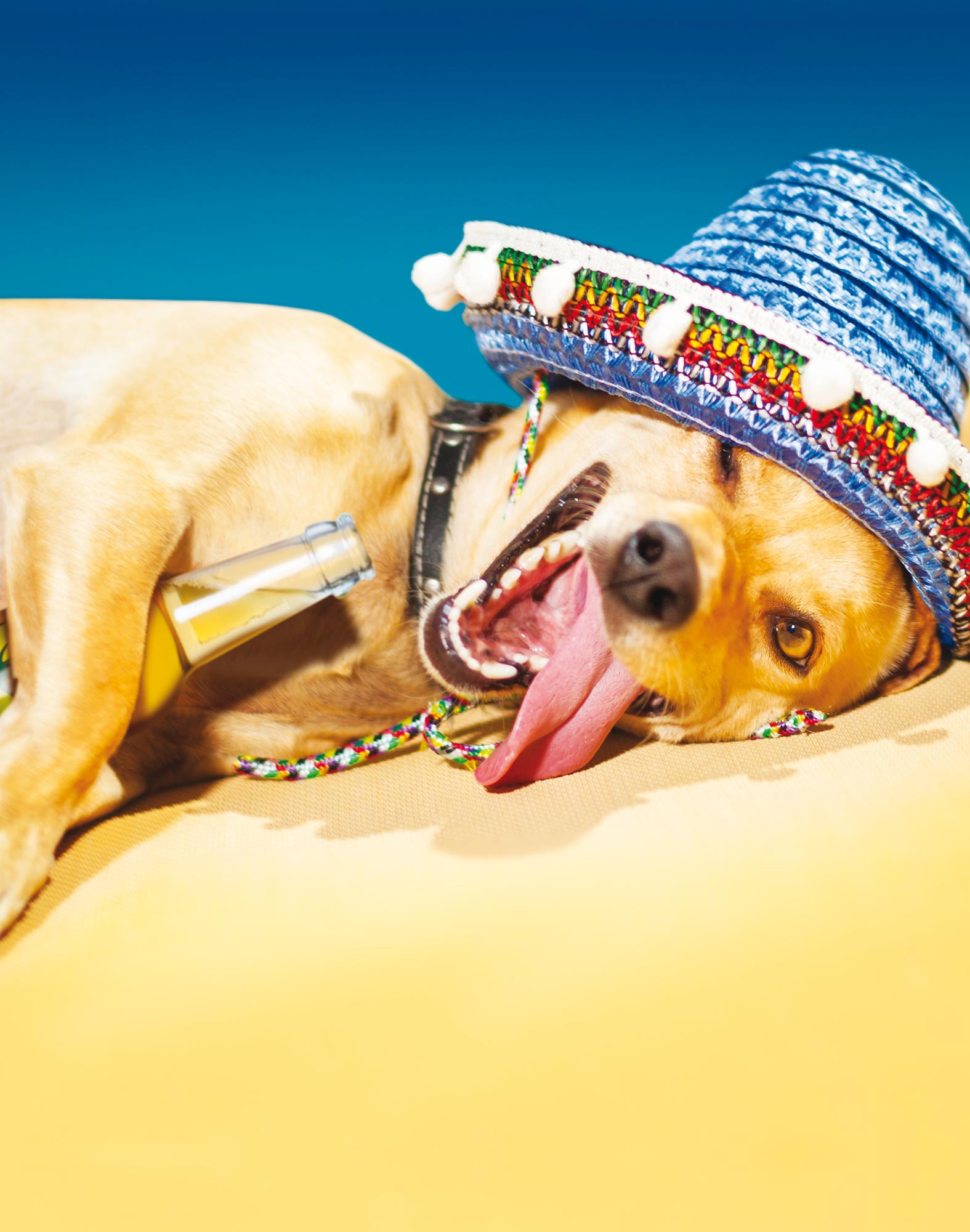 Boxer homme FASHION 2 DOGGYBEER