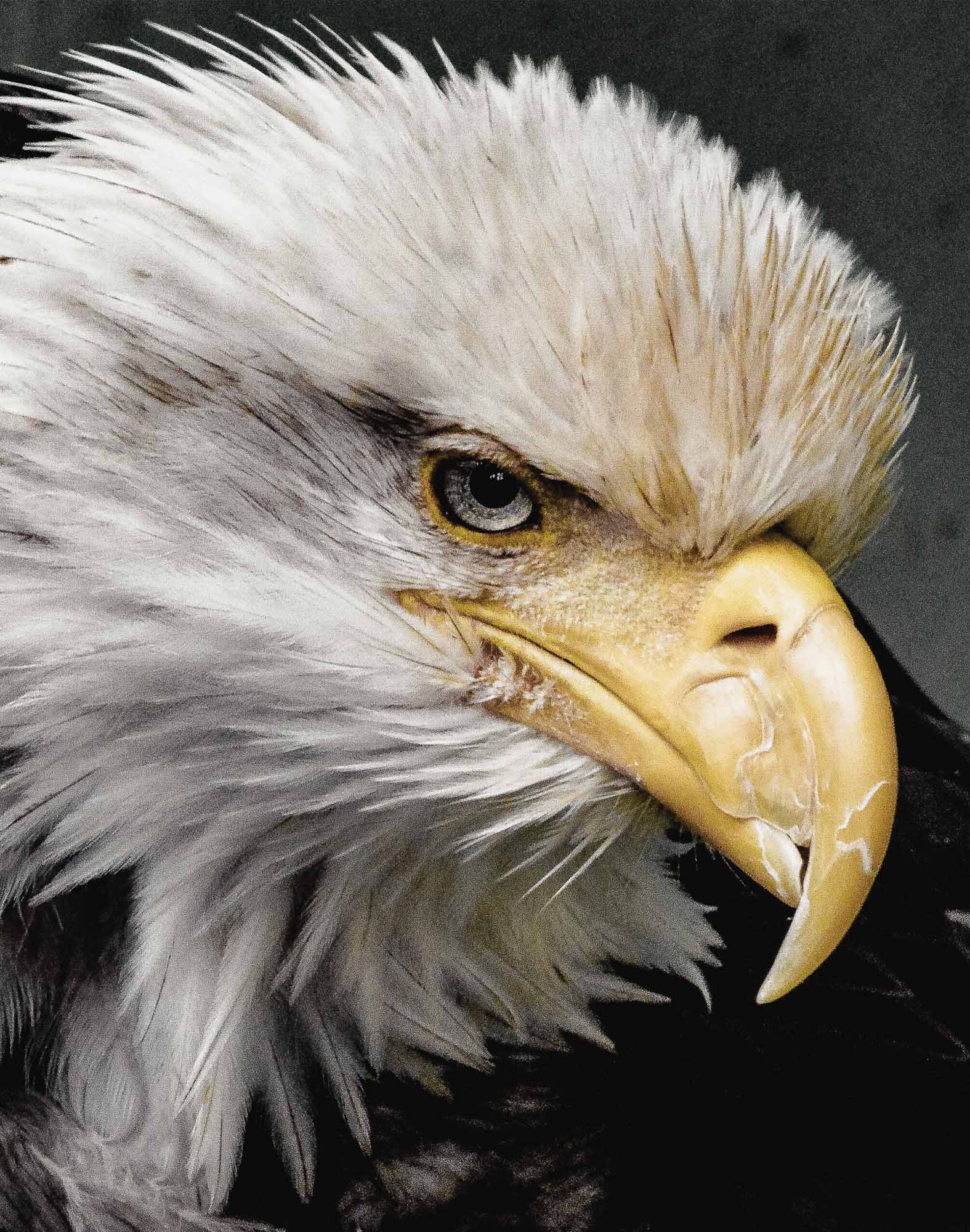 Boxer homme FASHION 2 EAGLE