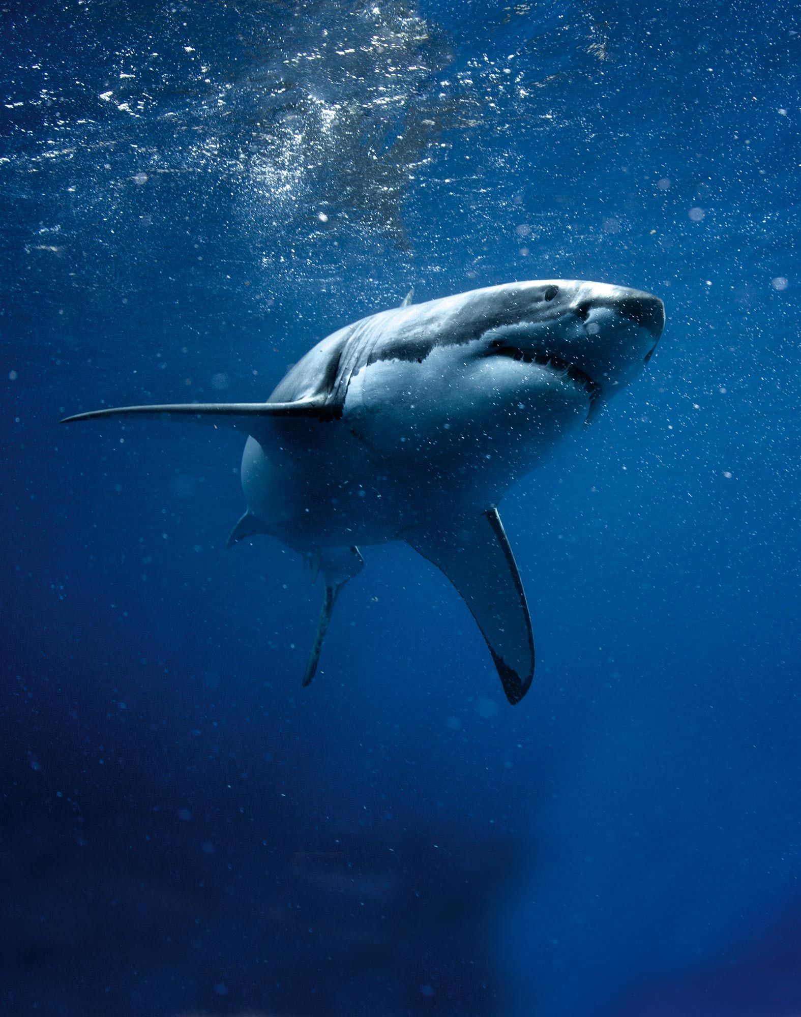 Boxer homme FASHION 2 SHARKY