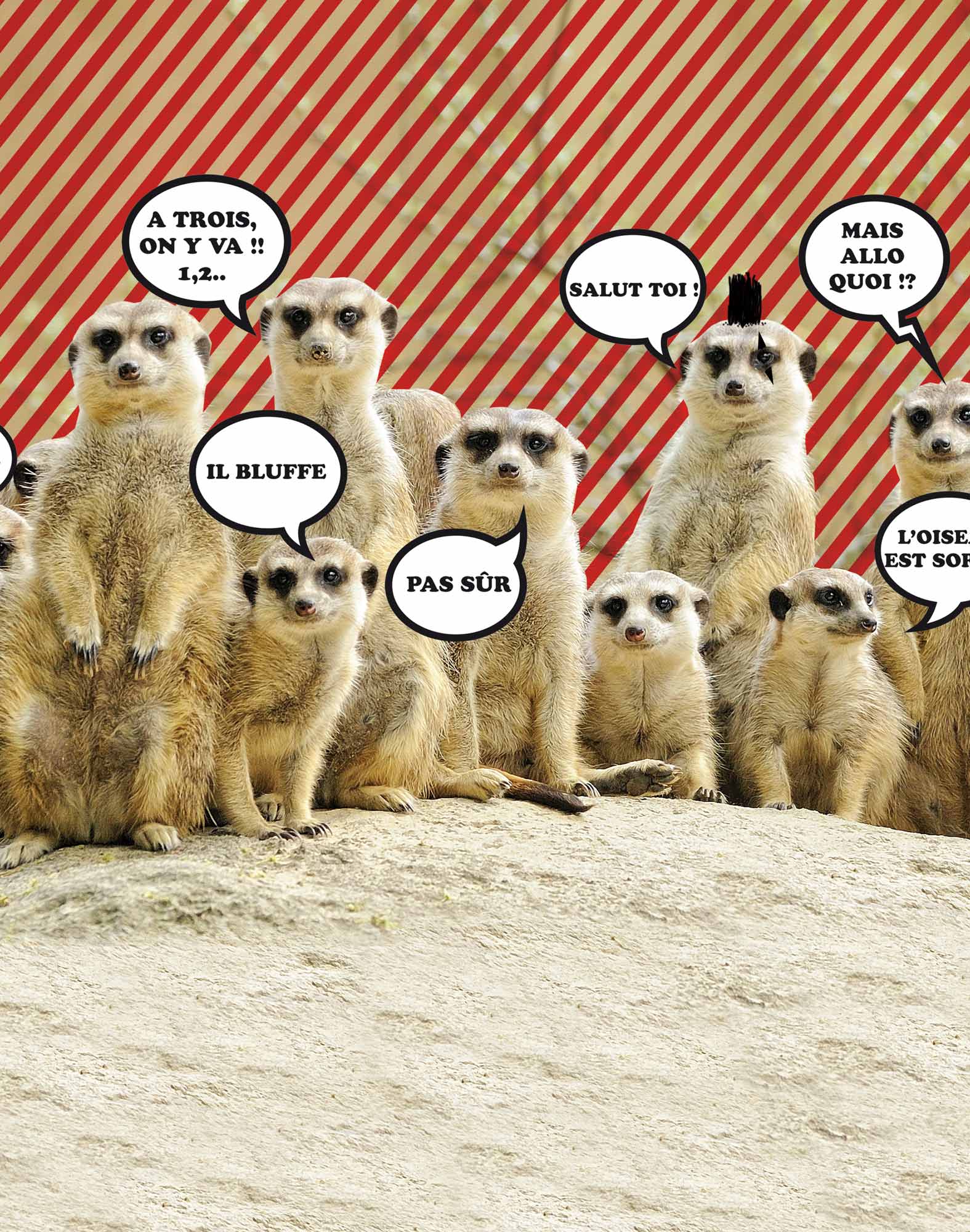 BOXER LONG SURICATE