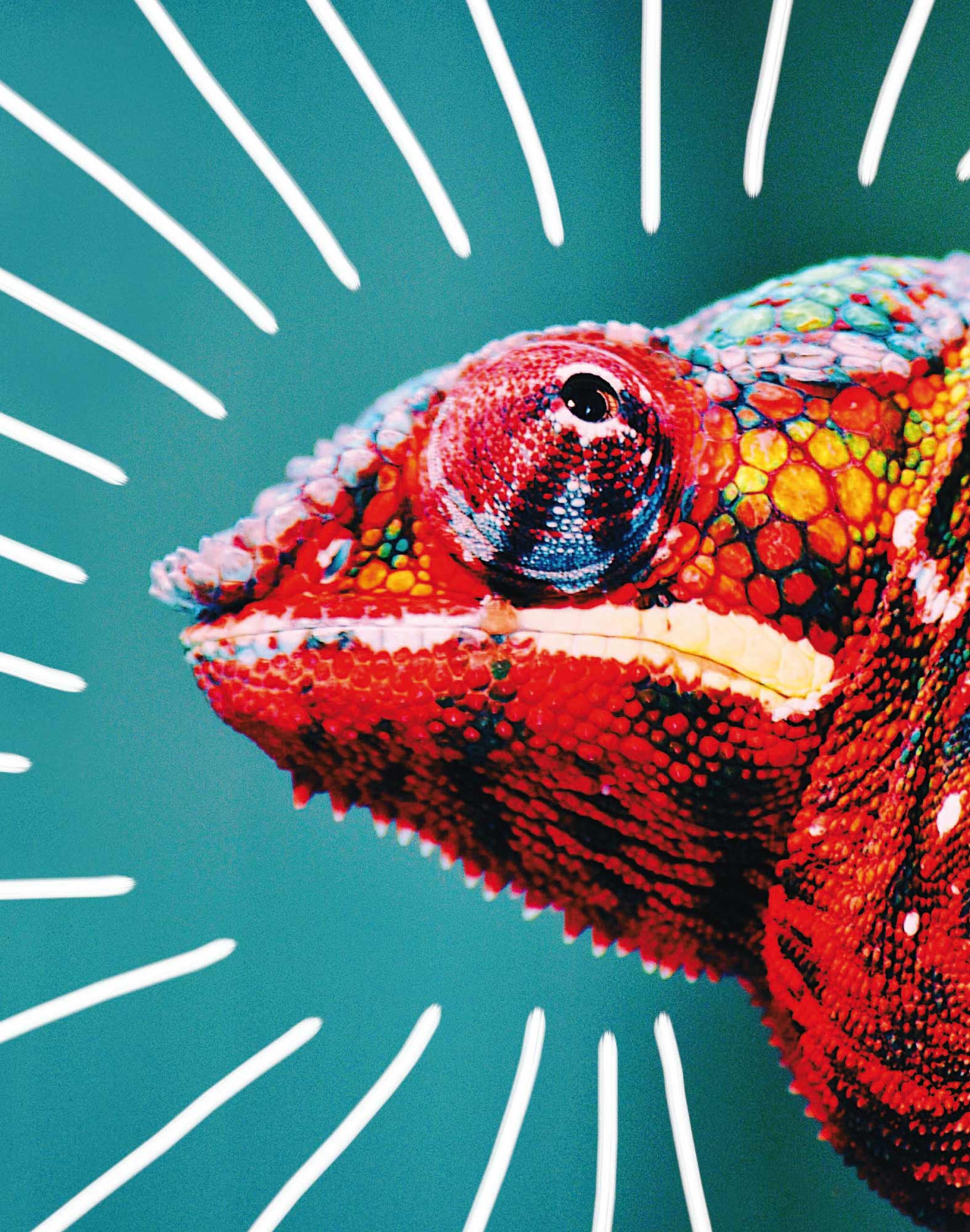 BOXER LONG CAMELEON