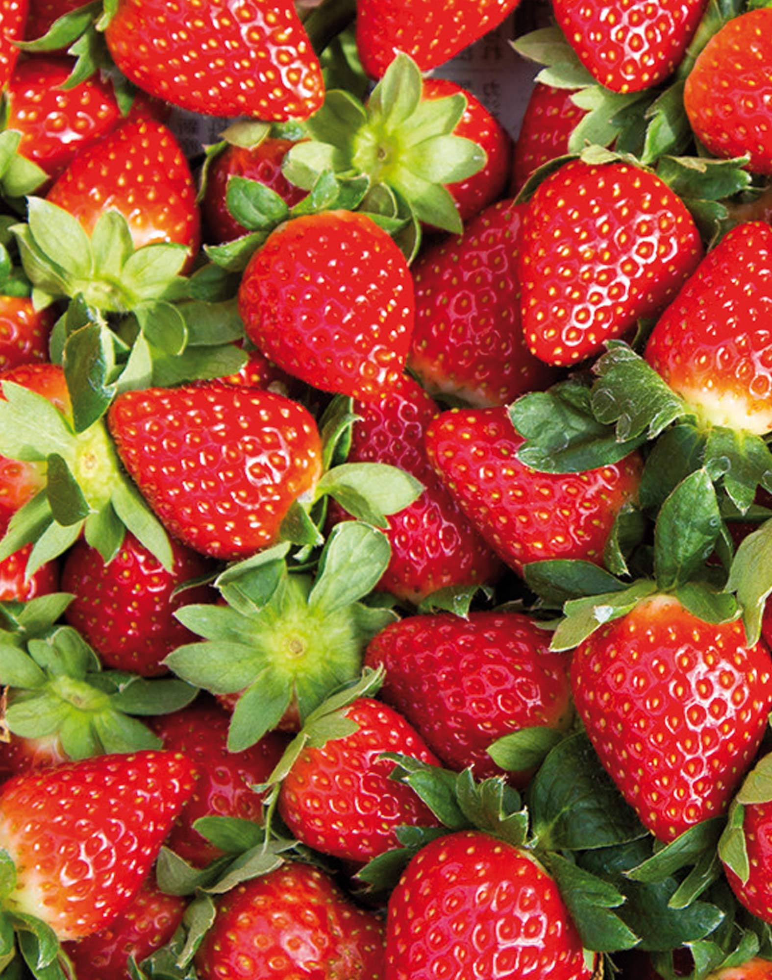 BOXER COURT FRAISES18