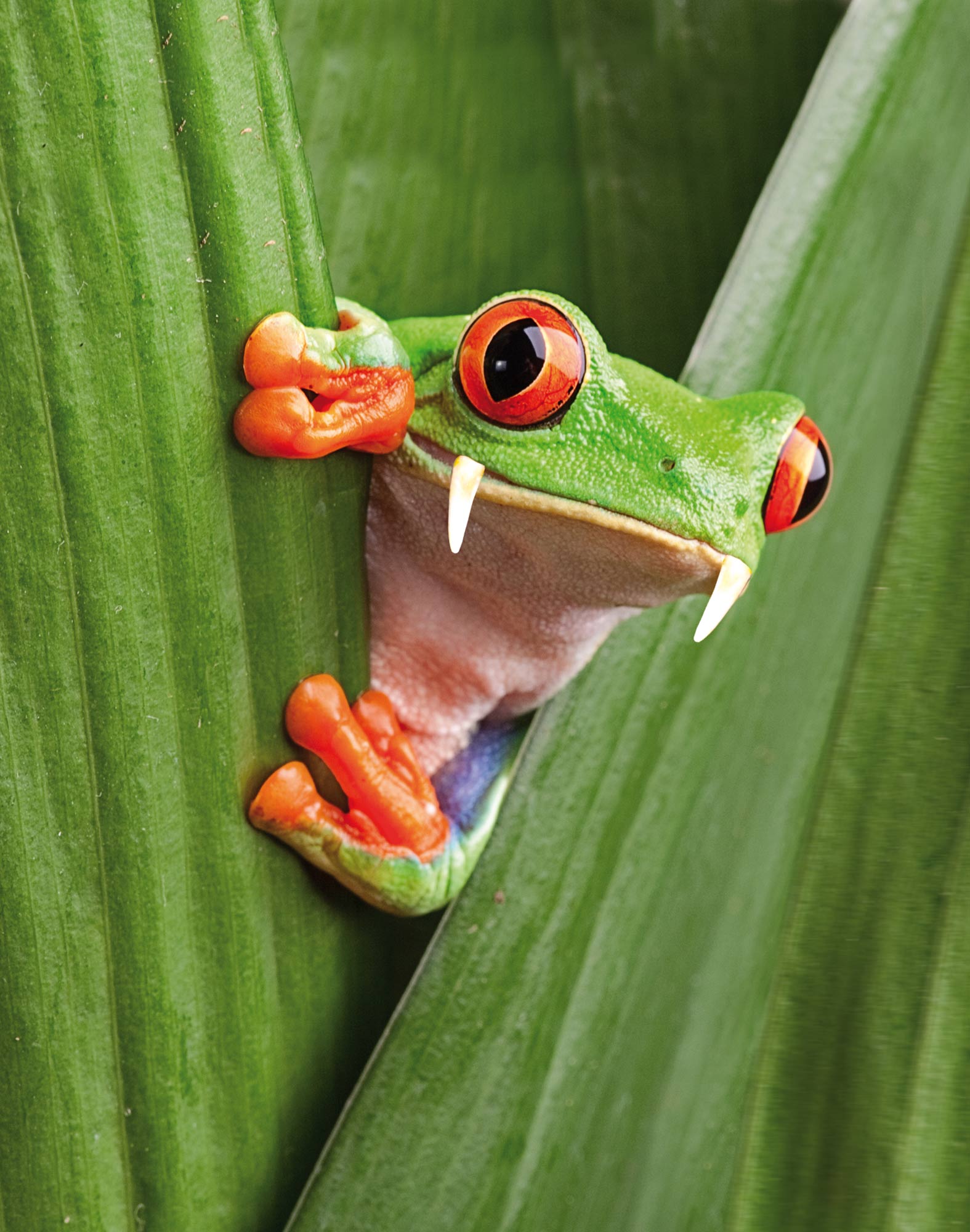 BOXER COURT FROGGY