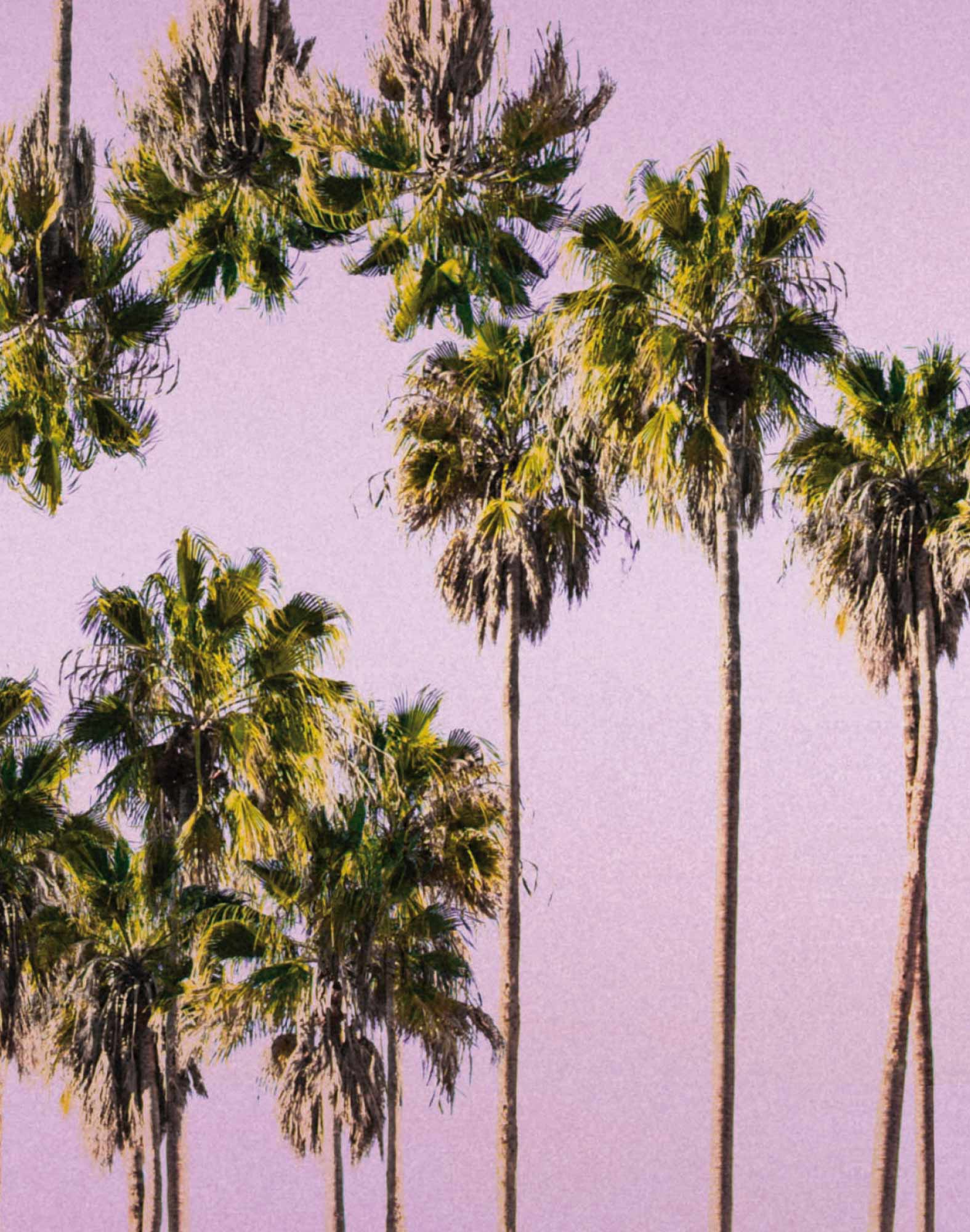 BOXER COURT PINKPALM